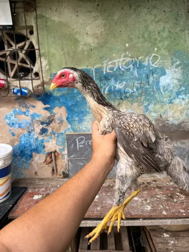 Galinha carioca