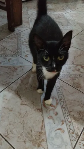 Gata para doação urgente 