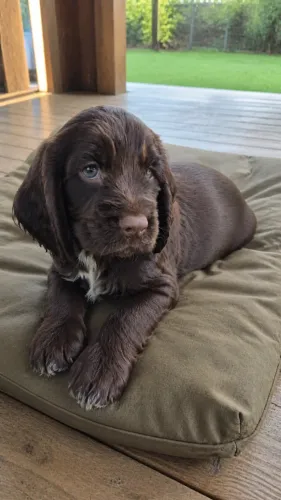 Cocker na sua casa? Comece conhecendo nossos filhotes