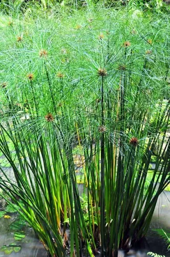 Papiro Anão (Cyperus papyrus) Mudas