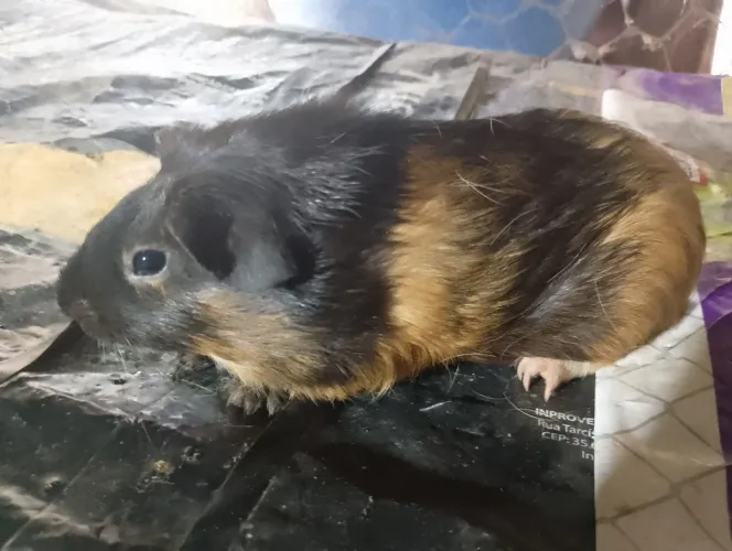 Porquinho da índia