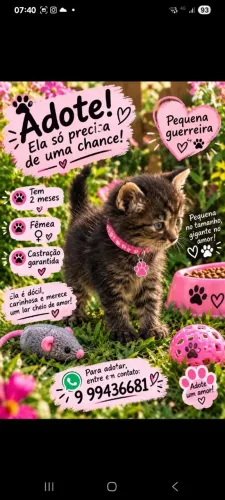 Adoção de linda gatinha fofinha e carinhosa de 2 meses!