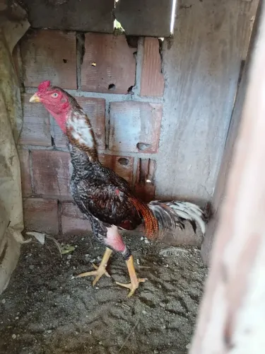 Animais galos