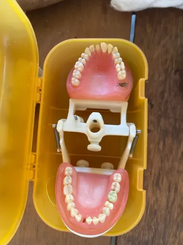 Manequim dentística