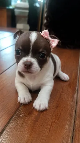 Chihuahua Fêmea Branca com Marrom