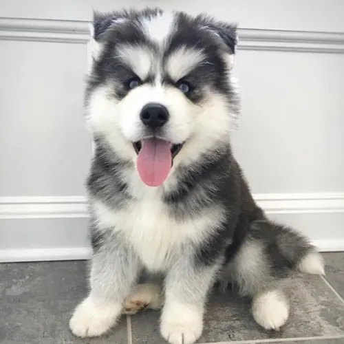 Husky Siberiano - Você Merece O Melhor De Todas As Raças