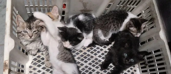 gatinhos para doação 