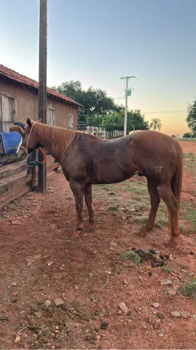 Cavalo QM PO pronto no tambor