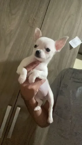 Chihuahua pelo curto