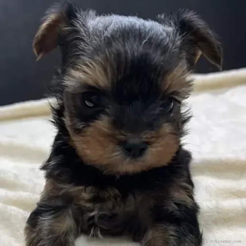 Bebezinho yorkshire brincalhao e super docil para o lar