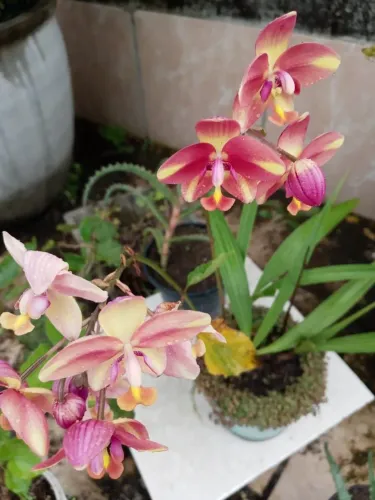 Orquidea terrestre Berry banana