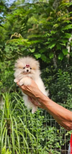 Lulu femea MINIATURA 5 MESES