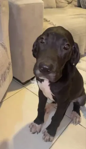 DOG ALEMÃO FÊMEA 