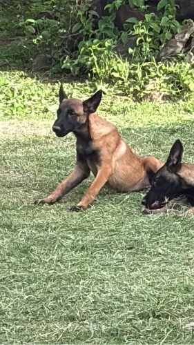 PASTOR BELGA MALINOIS