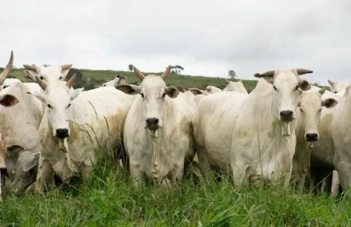 Compra Vaca Gorda - Goiania e Região Metropolitana