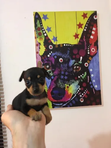 PINSCHER ZERO