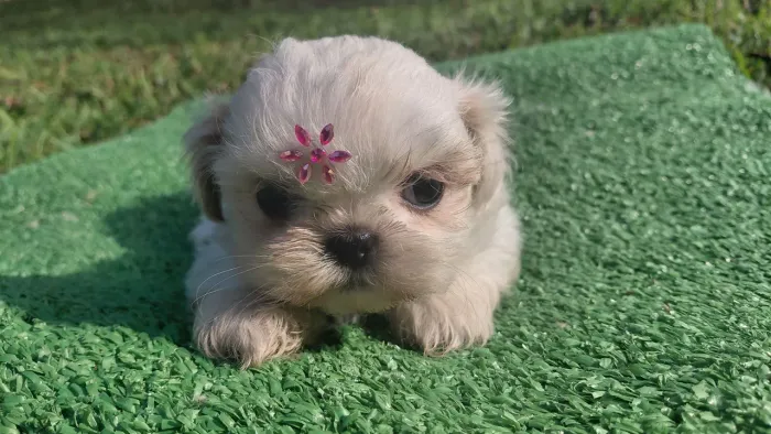 Shihtzu branca