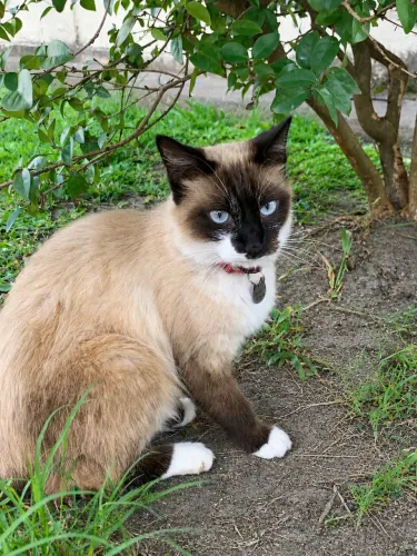 Gatinha siamês para adoção 