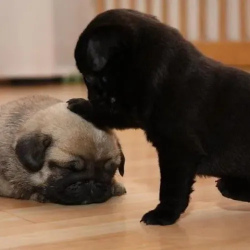 Pug Filhotes