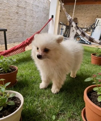 Filhote de Spitz Alemão Macho Criado com Amor para um Novo Lar