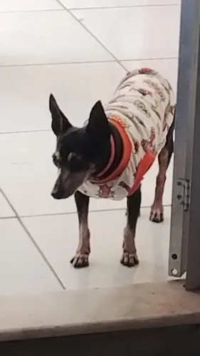 Pinscher - Doação
