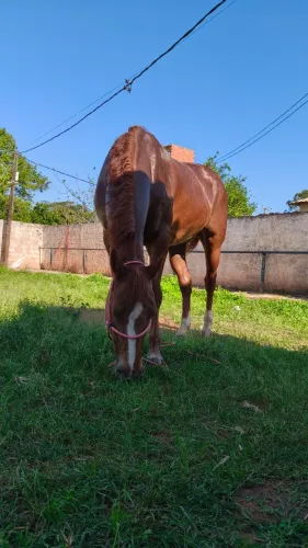 Égua quarto de milha