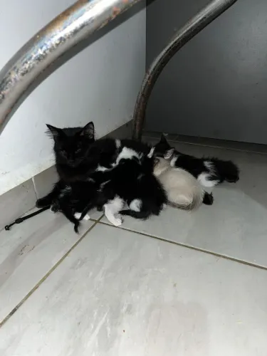 Gatinhos para doação