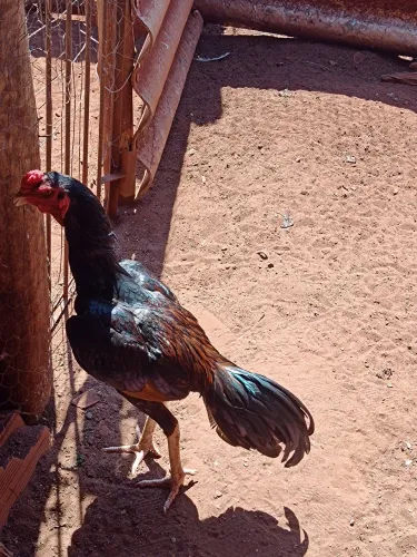 Frango índio novo começando a cantar