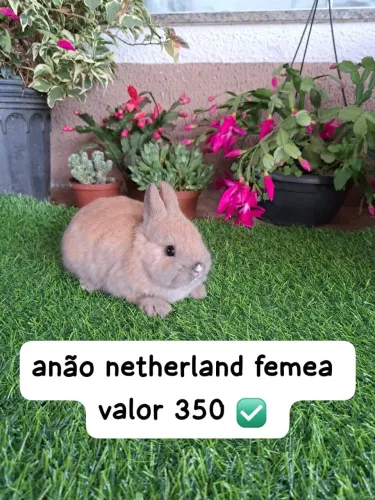 Anão e mini coelhos 