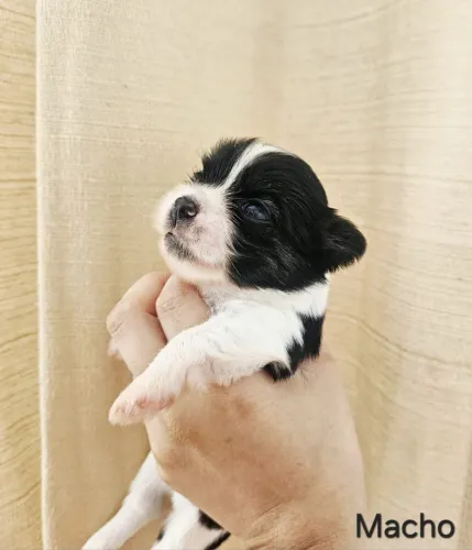 Shitzu na sua residência 