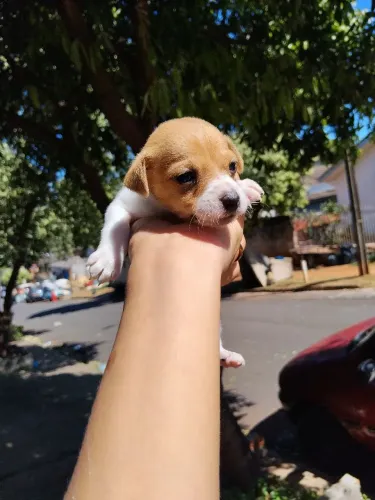 Pinscher fêmea