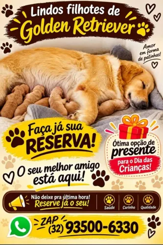 Filhotes de Golden retriever