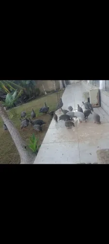 Vendo galinhas da Angola