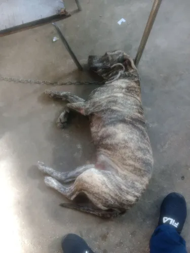 Doação 1 cachorro