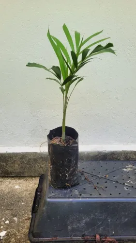 Mudas palmeira rabo de raposa