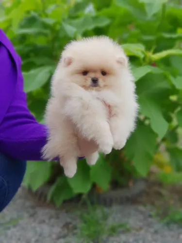 Spitz alemão A verdadeira beleza da raça com alma doce