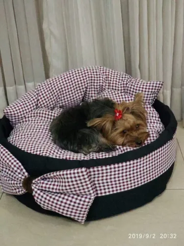 Cama Pet de Pneu
