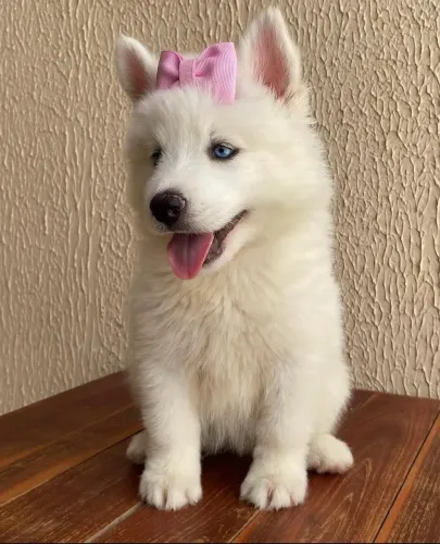 Husky siberiano ( Fêmea)