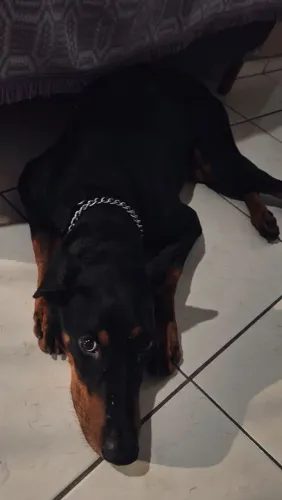 Doberman