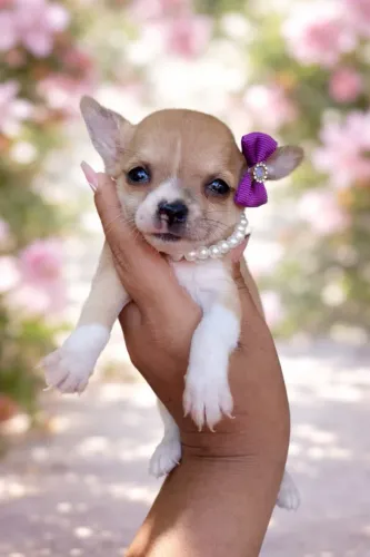 Chihuahua com 50 dias vermifugado fêmea