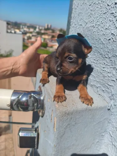 Pinscher lindinho pra alegrar sua casa - fale no chat
