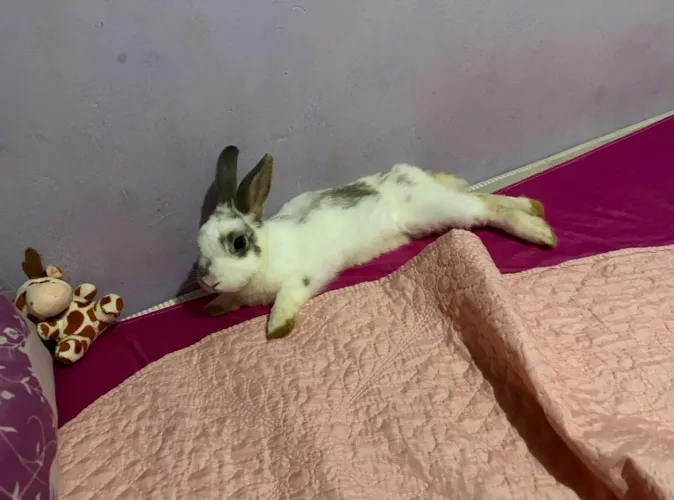 doa-se mini coelha e porquinho da índia 