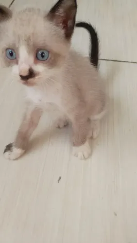 Gatinhos para doação