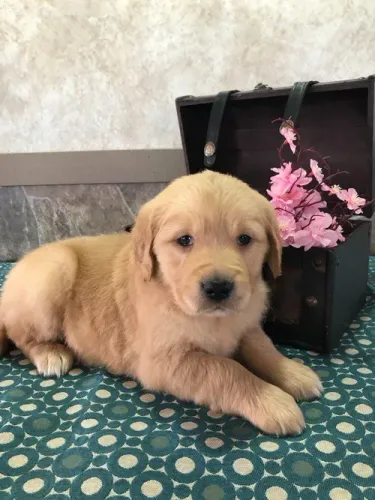 Golden Retriever,Golden Retriever Filhote Estrutura Perfeita Disponível