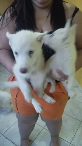 Filhote de husky siberiano