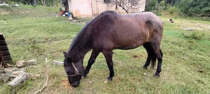 Cavalo crioulo