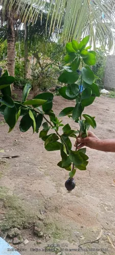 Mudas de limão Taiti e siciliano de alporquia