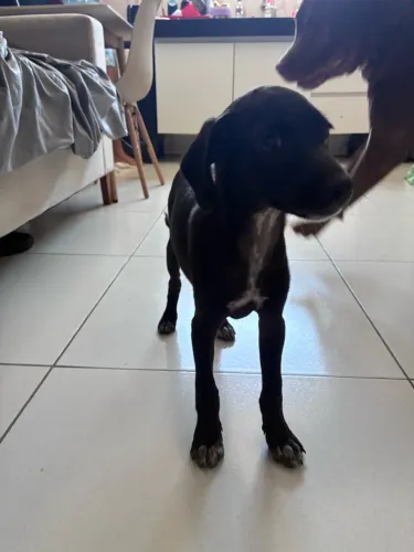 Filhote de cachorro para adoção