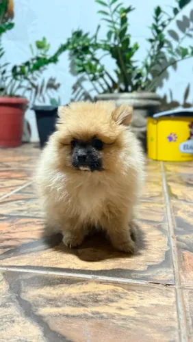 Spitz Alemão Anão