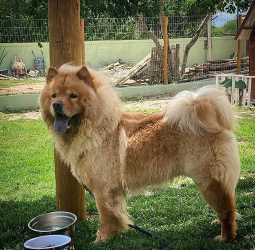 CÃO DE PROTEÇÃO PATRIMONIAL E PESSOAL adestrado